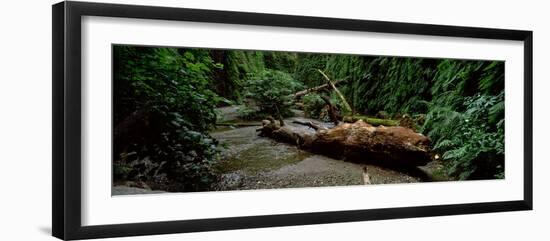 Fern Canyon and Gold Bluff Beach at Prairie Creek State Park, Redwood National Park-null-Framed Photographic Print