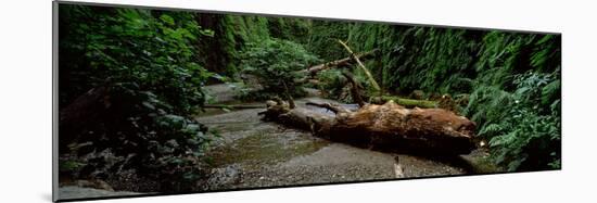 Fern Canyon and Gold Bluff Beach at Prairie Creek State Park, Redwood National Park-null-Mounted Photographic Print