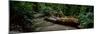 Fern Canyon and Gold Bluff Beach at Prairie Creek State Park, Redwood National Park-null-Mounted Photographic Print