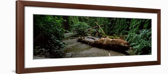 Fern Canyon and Gold Bluff Beach at Prairie Creek State Park, Redwood National Park-null-Framed Photographic Print