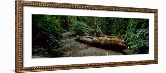 Fern Canyon and Gold Bluff Beach at Prairie Creek State Park, Redwood National Park-null-Framed Photographic Print