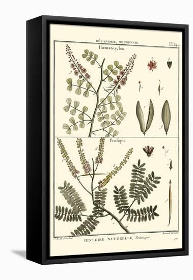 Fern Classification II-Denis Diderot-Framed Stretched Canvas