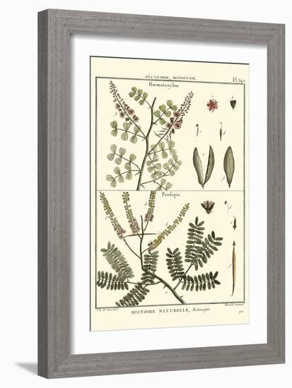 Fern Classification II-Denis Diderot-Framed Art Print