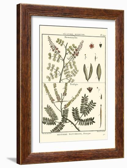 Fern Classification II-Denis Diderot-Framed Art Print