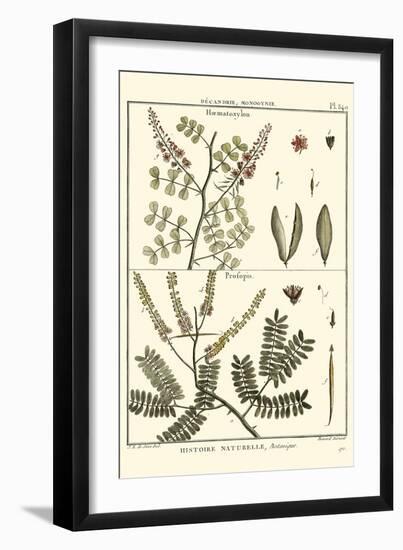 Fern Classification II-Denis Diderot-Framed Art Print