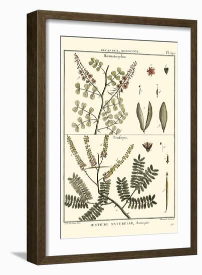 Fern Classification II-Denis Diderot-Framed Art Print