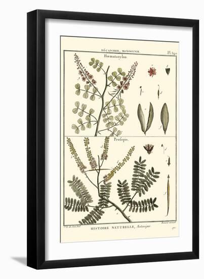 Fern Classification II-Denis Diderot-Framed Art Print