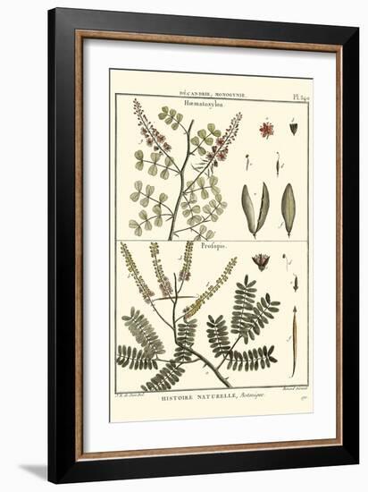 Fern Classification II-Denis Diderot-Framed Art Print