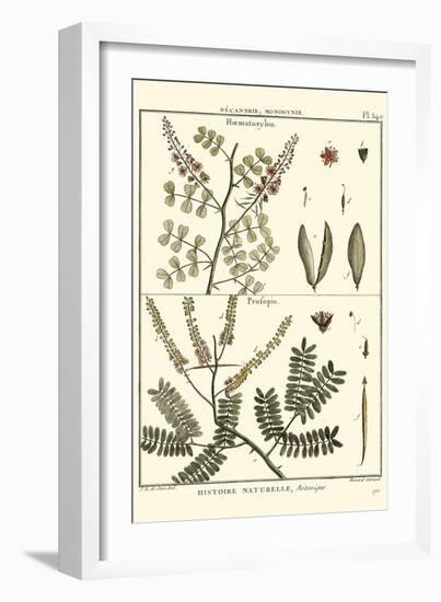 Fern Classification II-Denis Diderot-Framed Art Print