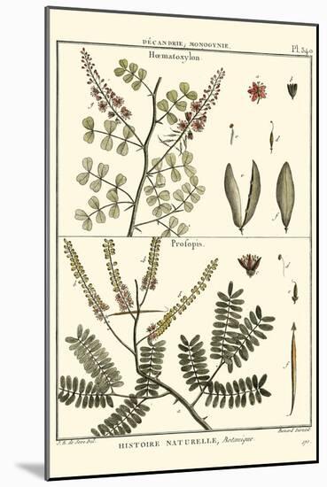 Fern Classification II-Denis Diderot-Mounted Art Print