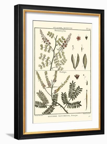 Fern Classification II-Denis Diderot-Framed Art Print