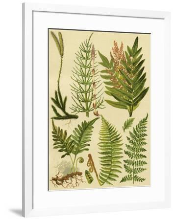 'Fern Collection II' Art Print - Vision Studio | Art.com