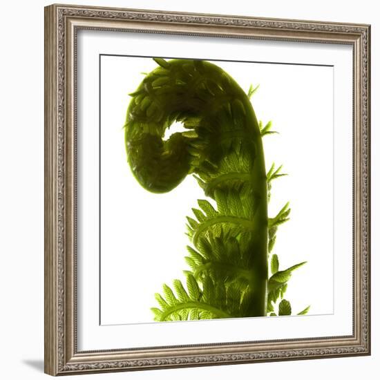 Fern Curve, 2009-Julia McLemore-Framed Photographic Print