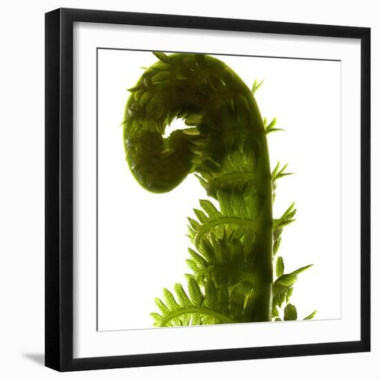 Fern Curve, 2009-Julia McLemore-Framed Photographic Print