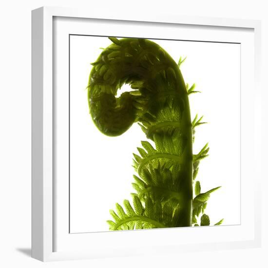 Fern Curve, 2009-Julia McLemore-Framed Photographic Print