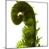 Fern Curve, 2009-Julia McLemore-Mounted Photographic Print