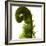 Fern Curve, 2009-Julia McLemore-Framed Photographic Print