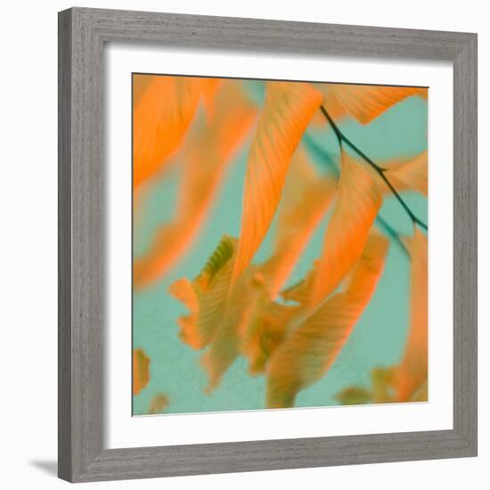 Fern Dance 1-Judy Stalus-Framed Photographic Print