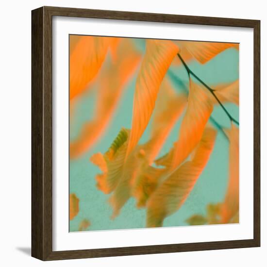 Fern Dance 1-Judy Stalus-Framed Photographic Print