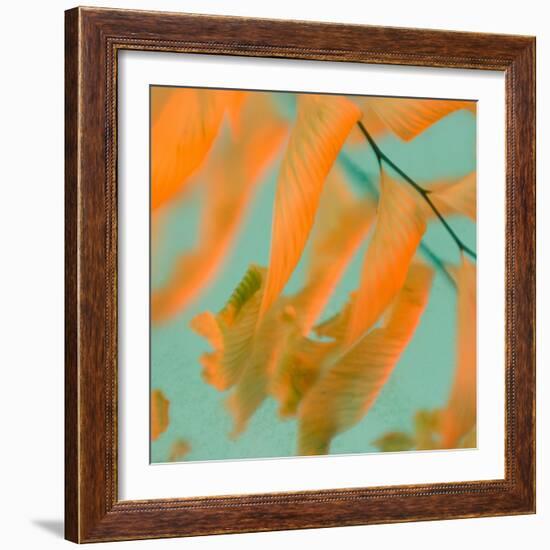 Fern Dance 1-Judy Stalus-Framed Photographic Print