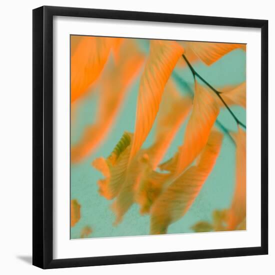 Fern Dance 1-Judy Stalus-Framed Photographic Print