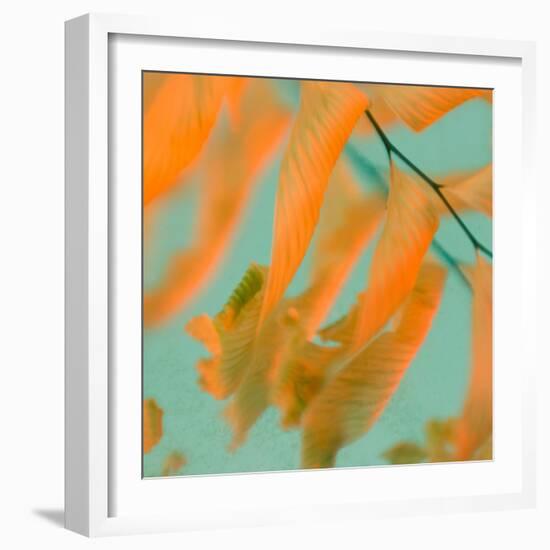 Fern Dance 1-Judy Stalus-Framed Photographic Print