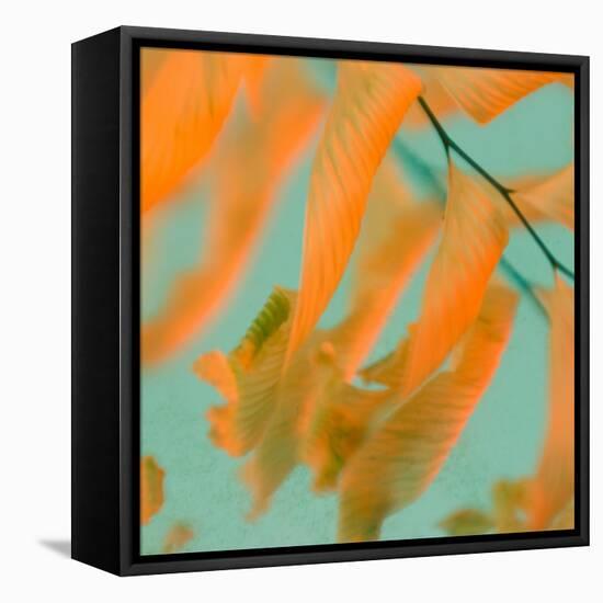 Fern Dance 1-Judy Stalus-Framed Stretched Canvas