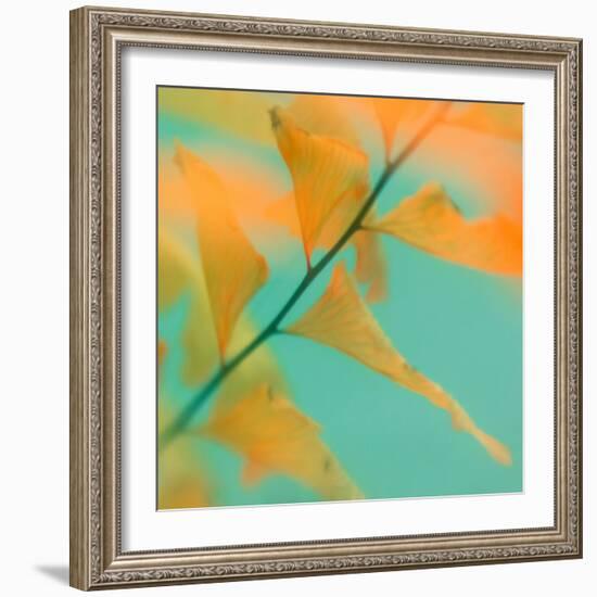 Fern Dance 2-Judy Stalus-Framed Photographic Print