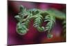 Fern Detail II-Erin Berzel-Mounted Photographic Print