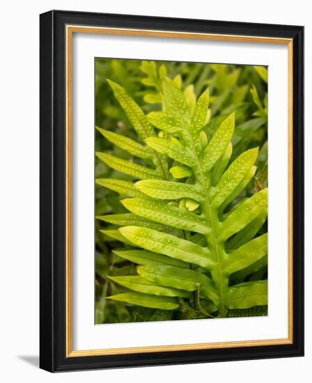 Fern Examination I-Danny Head-Framed Photographic Print