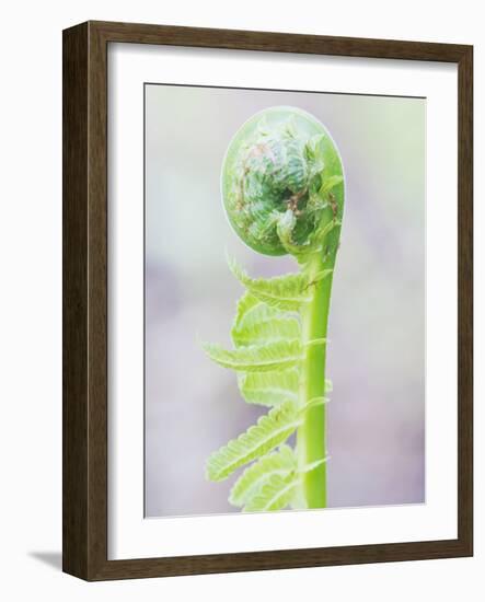 Fern Fiddlehead, Bellevue, Washington, Usa-Rob Tilley-Framed Photographic Print