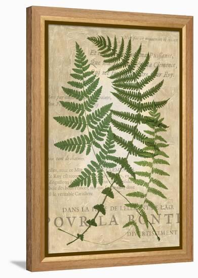 Fern Folio I-Vision Studio-Framed Stretched Canvas