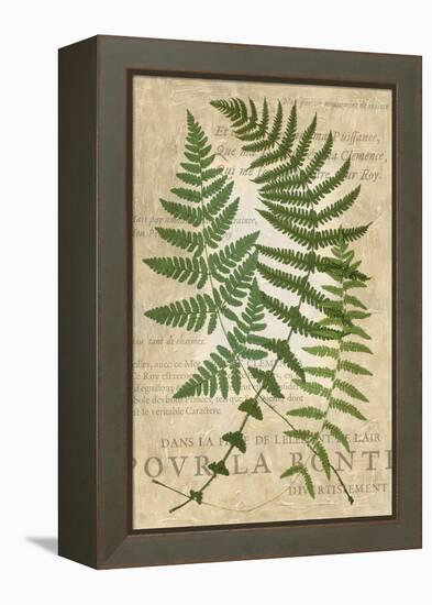 Fern Folio I-Vision Studio-Framed Stretched Canvas