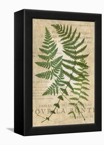 Fern Folio I-Vision Studio-Framed Stretched Canvas