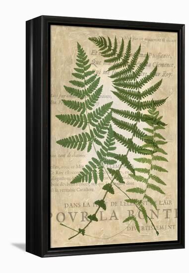 Fern Folio I-Vision Studio-Framed Stretched Canvas