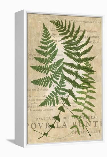 Fern Folio I-Vision Studio-Framed Stretched Canvas