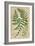 Fern Folio I-Vision Studio-Framed Art Print