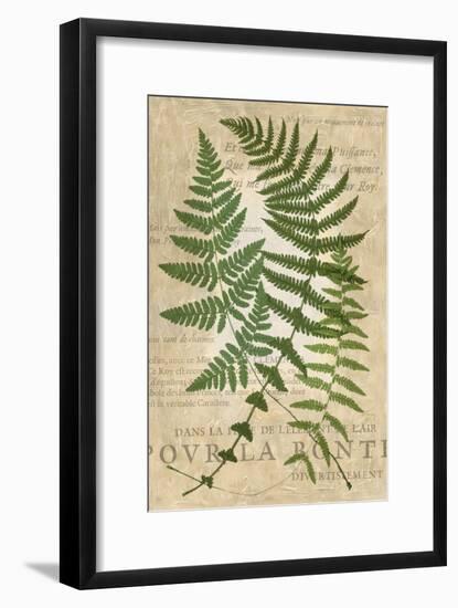 Fern Folio I-Vision Studio-Framed Art Print