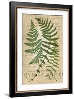 Fern Folio I-Vision Studio-Framed Art Print