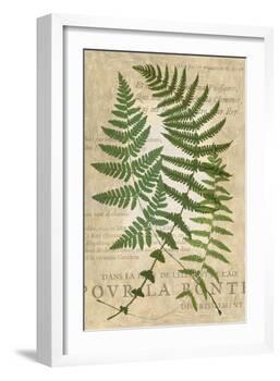 Fern Folio I-Vision Studio-Framed Art Print