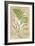 Fern Folio II-Vision Studio-Framed Art Print