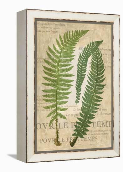 Fern Folio III-Vision Studio-Framed Stretched Canvas