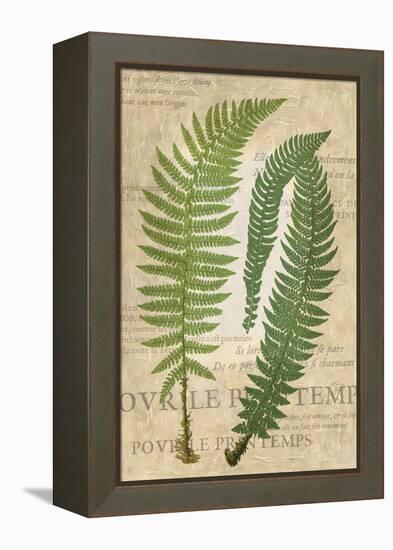 Fern Folio III-Vision Studio-Framed Stretched Canvas