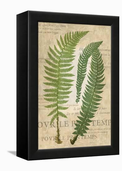 Fern Folio III-Vision Studio-Framed Stretched Canvas