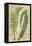 Fern Folio III-Vision Studio-Framed Stretched Canvas