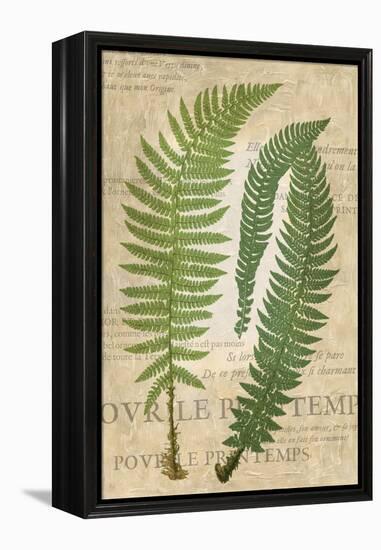 Fern Folio III-Vision Studio-Framed Stretched Canvas