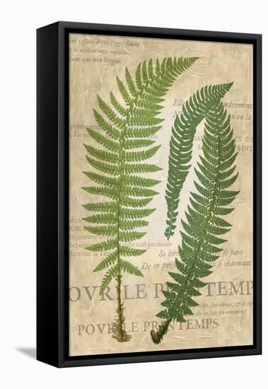 Fern Folio III-Vision Studio-Framed Stretched Canvas