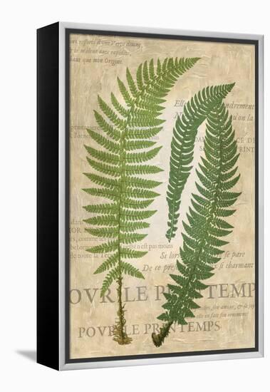 Fern Folio III-Vision Studio-Framed Stretched Canvas