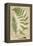 Fern Folio IV-Vision Studio-Framed Stretched Canvas