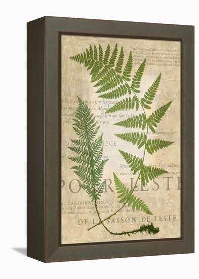 Fern Folio IV-Vision Studio-Framed Stretched Canvas